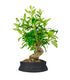 Gardenia Bonsai