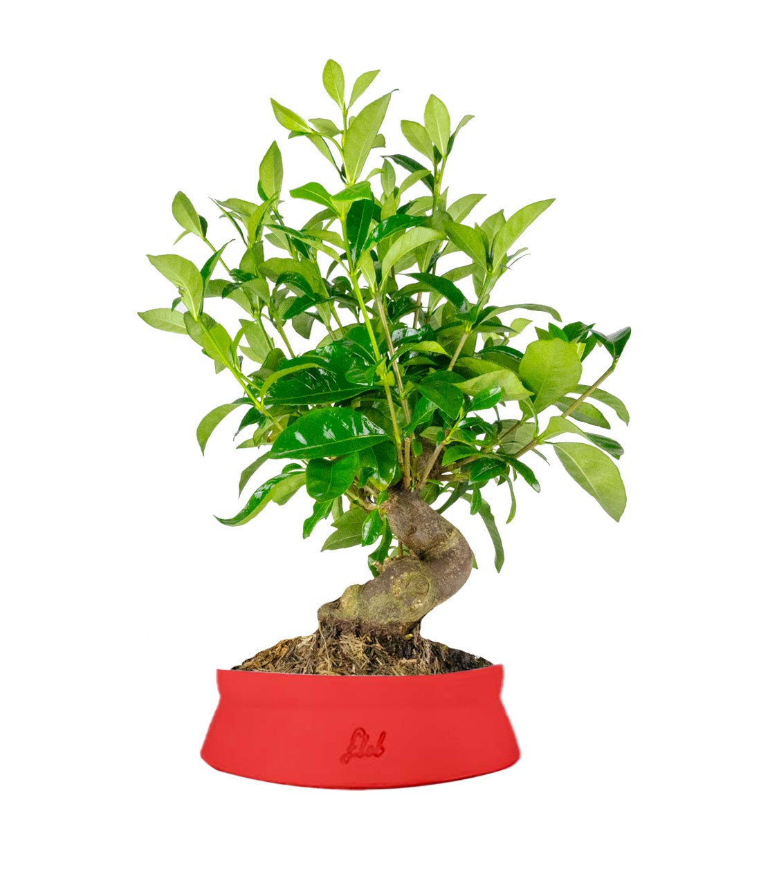 Gardenia Bonsai