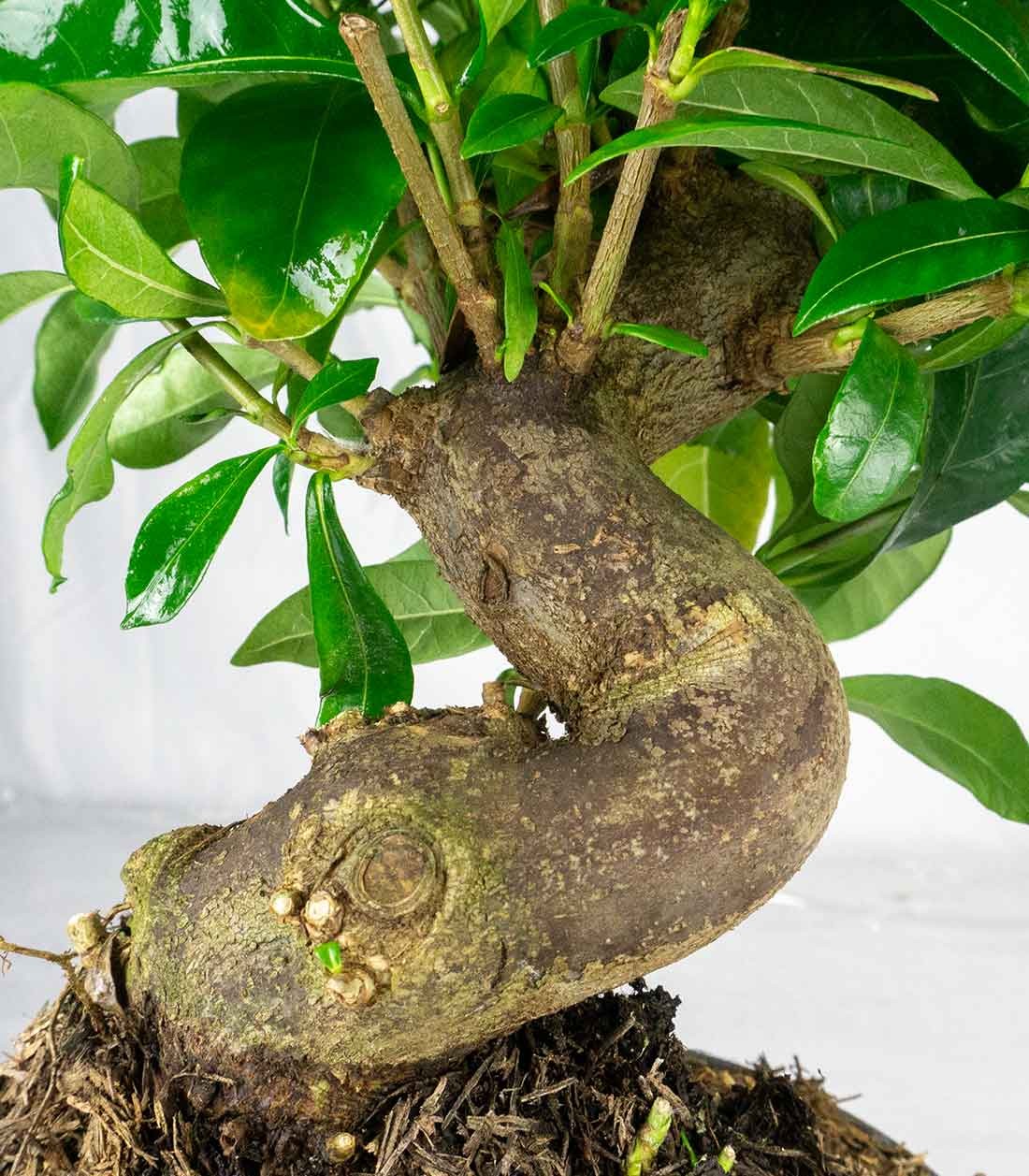Gardenia Bonsai