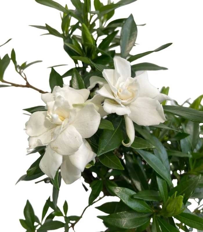 Gardenia Bonsai