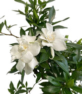 Gardenia Bonsai