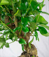 Gardenia Bonsai