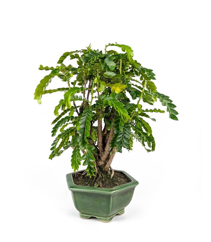 Bonsai di Tamarindo 18 Anni – Pianta di Tamarindo Tropicale