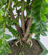 Bonsai di Tamarindo 18 Anni – Pianta di Tamarindo Tropicale