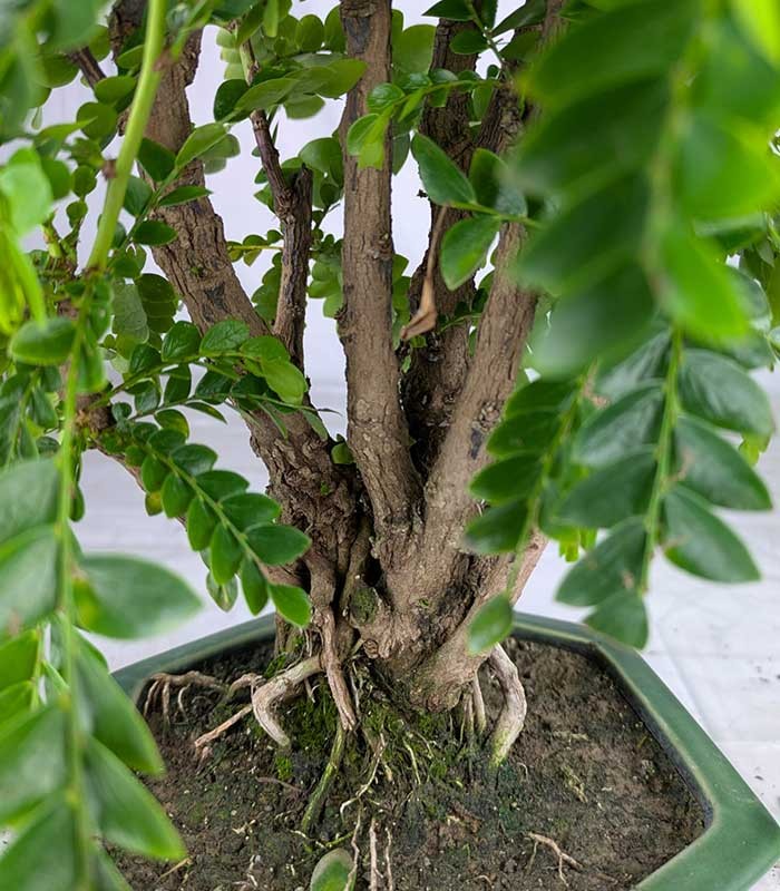 Bonsai di Tamarindo 18 Anni – Pianta di Tamarindo Tropicale