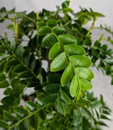 Bonsai di Tamarindo 18 Anni – Pianta di Tamarindo Tropicale