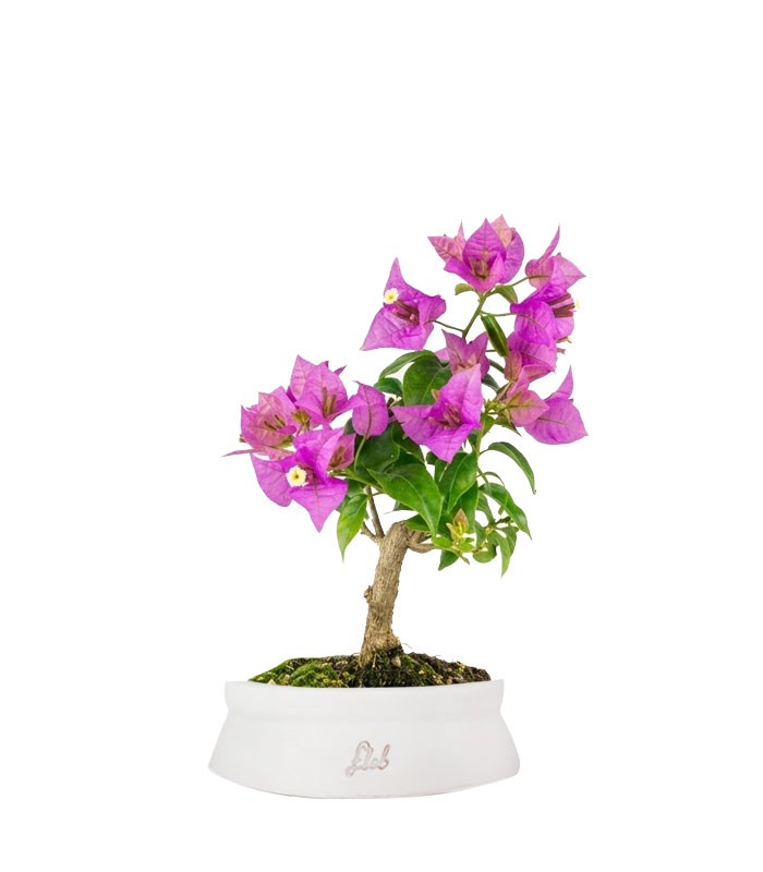 Bonsai Bougainvillea Glabra 5 Anni