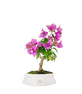 Bonsai Bougainvillea Glabra 5 Anni