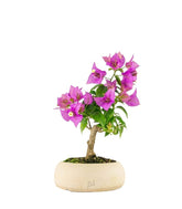 Bonsai Bougainvillea Glabra 5 Anni