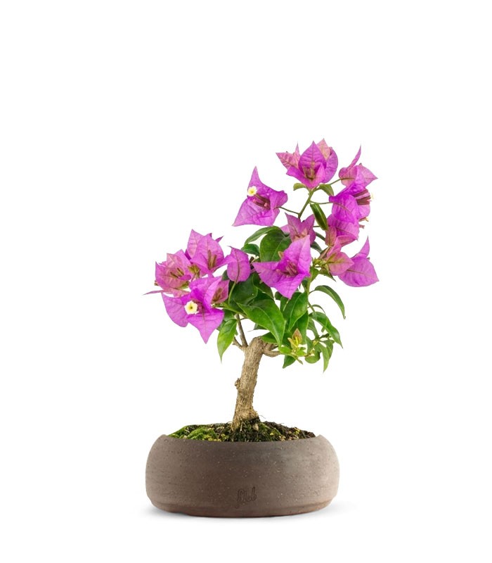 Bonsai Bougainvillea Glabra 5 Anni