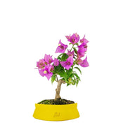 Bonsai Bougainvillea Glabra 5 Anni