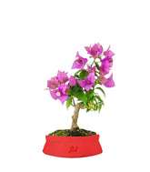 Bonsai Bougainvillea Glabra 5 Anni
