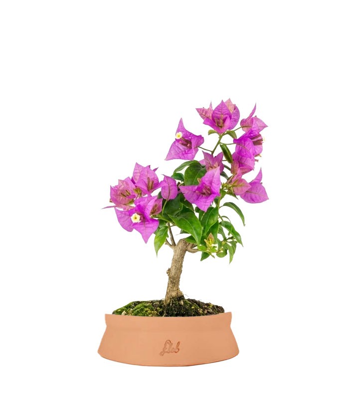 Bonsai Bougainvillea Glabra 5 Anni