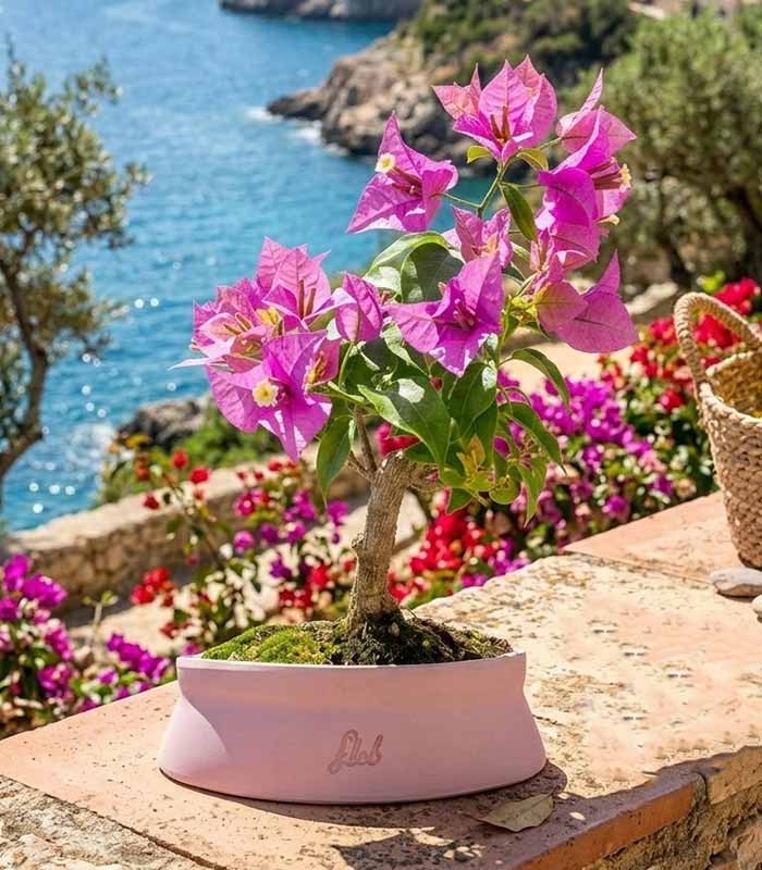 Bonsai Bougainvillea Glabra 5 Anni