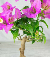 Bonsai Bougainvillea Glabra 5 Anni