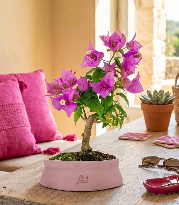 Bonsai Bougainvillea Glabra 5 Anni