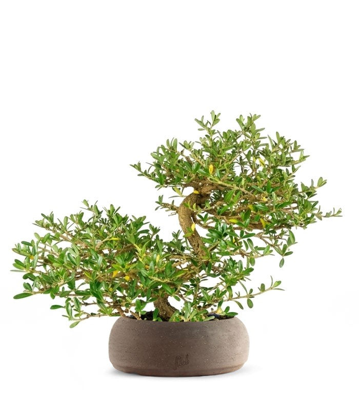 Coprosma Bonsai 7 anni