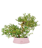 Coprosma Bonsai 7 anni