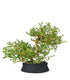 Coprosma Bonsai 7 anni