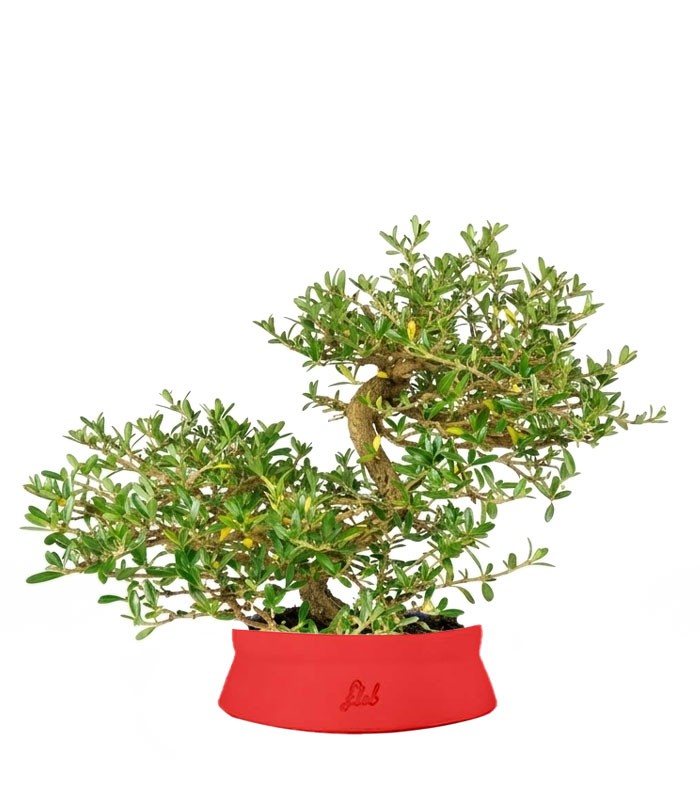 Coprosma Bonsai 7 anni