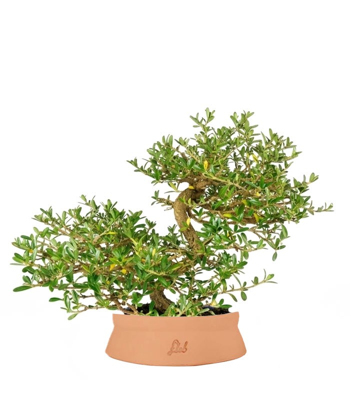 Coprosma Bonsai 7 anni