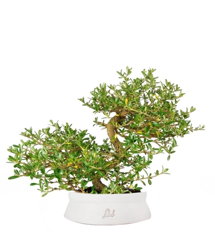 Coprosma Bonsai 7 anni