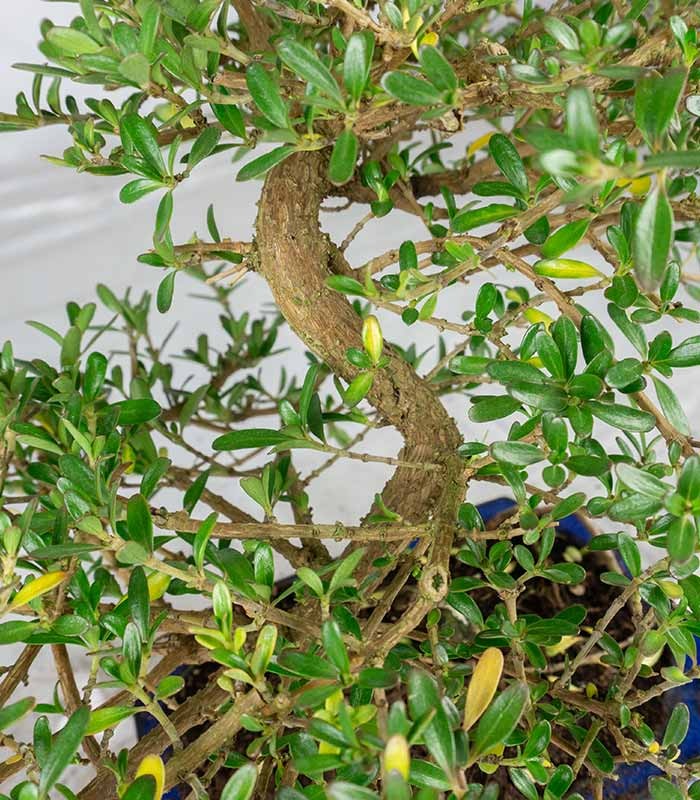 Coprosma Bonsai 7 anni