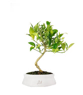 Bonsai di Limequat 7 Anni