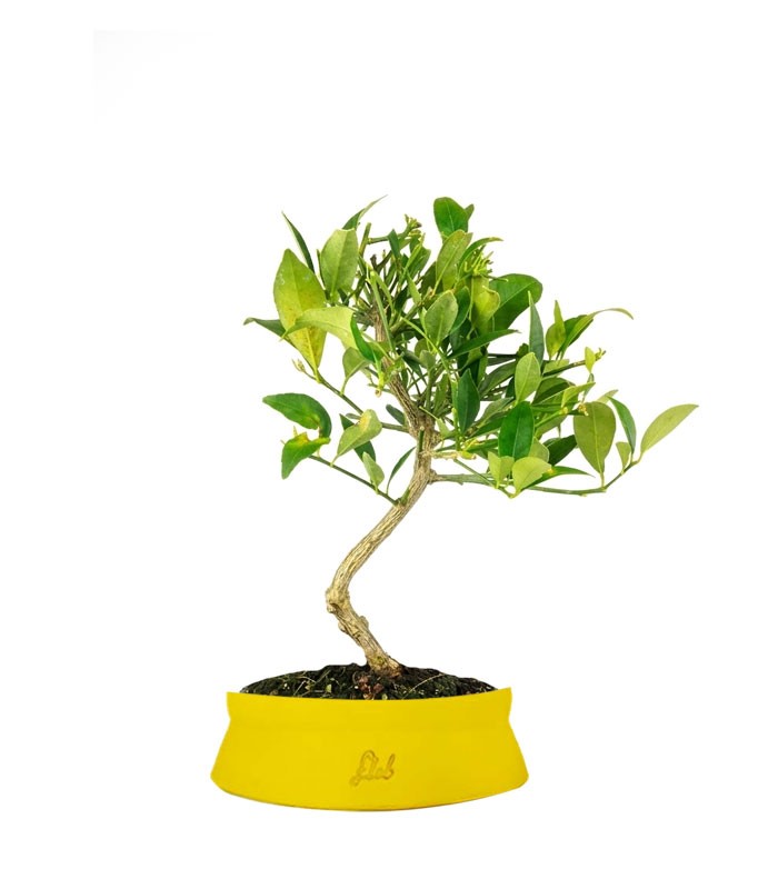 Bonsai di Limequat 7 Anni