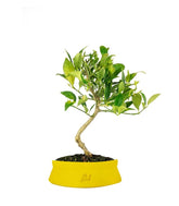 Bonsai di Limequat 7 Anni