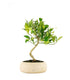Bonsai di Limequat 7 Anni
