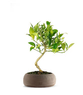 Bonsai di Limequat 7 Anni