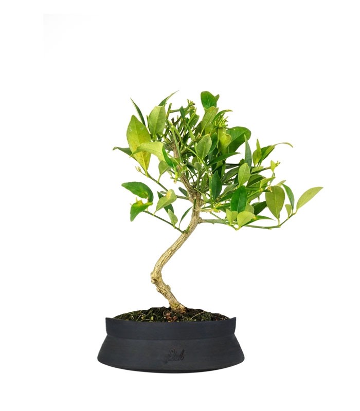 Bonsai di Limequat 7 Anni