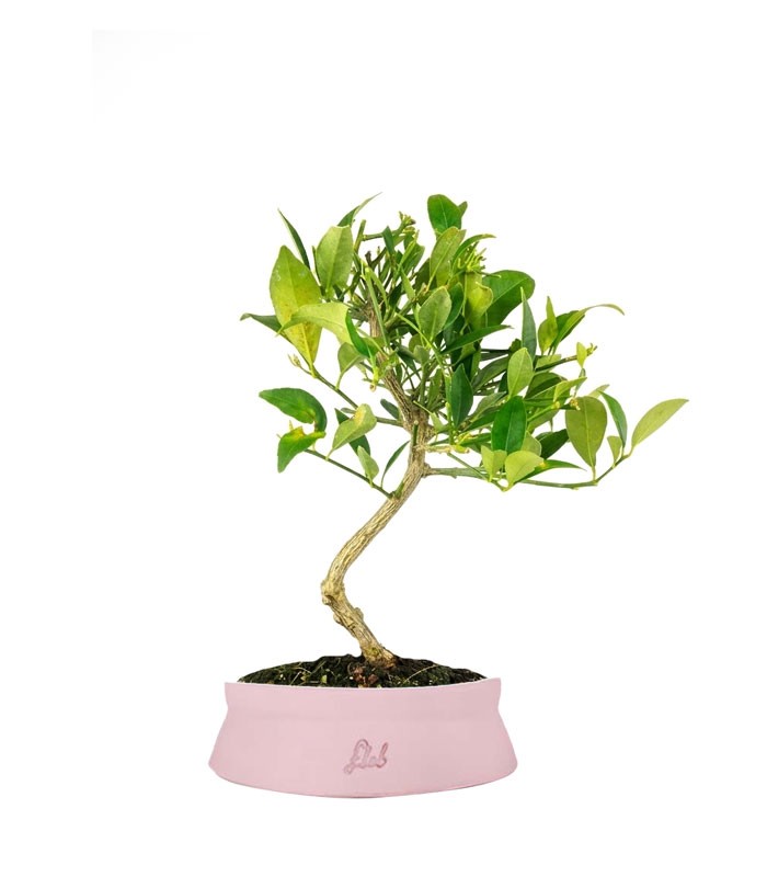 Bonsai di Limequat 7 Anni