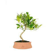 Bonsai di Limequat 7 Anni
