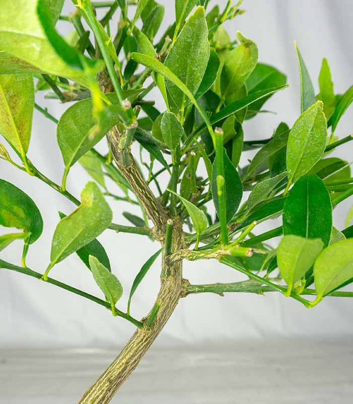 Bonsai di Limequat 7 Anni