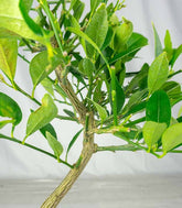 Bonsai di Limequat 7 Anni