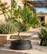 Bonsai di Limequat 7 Anni