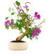 Bonsai Bougainvillea Glabra 20 Anni