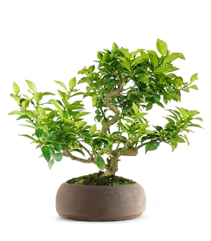 Citrus Myrtifolia Bonsai 15 anni