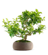 Citrus Myrtifolia Bonsai 15 anni