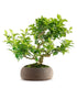 Citrus Myrtifolia Bonsai 15 anni