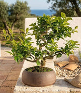 Citrus Myrtifolia Bonsai 15 anni