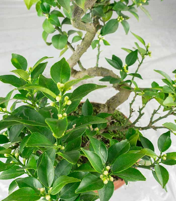 Citrus Myrtifolia Bonsai 15 anni