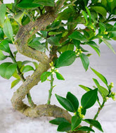 Citrus Myrtifolia Bonsai 15 anni