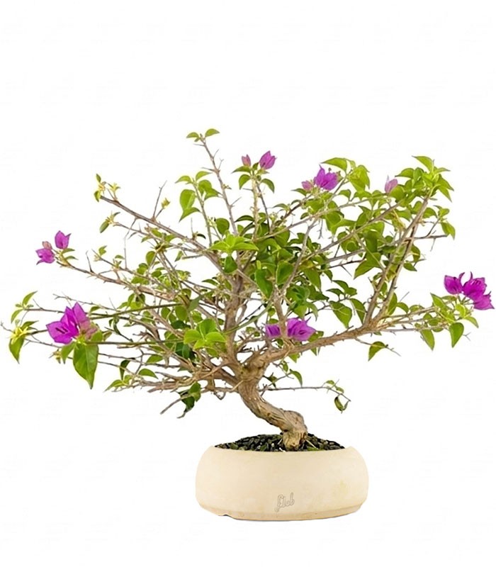 Bonsai Bougainvillea Glabra a S di 10 Anni