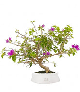 Bonsai Bougainvillea Glabra a S di 10 Anni