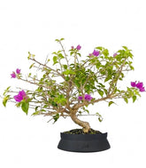 Bonsai Bougainvillea Glabra a S di 10 Anni