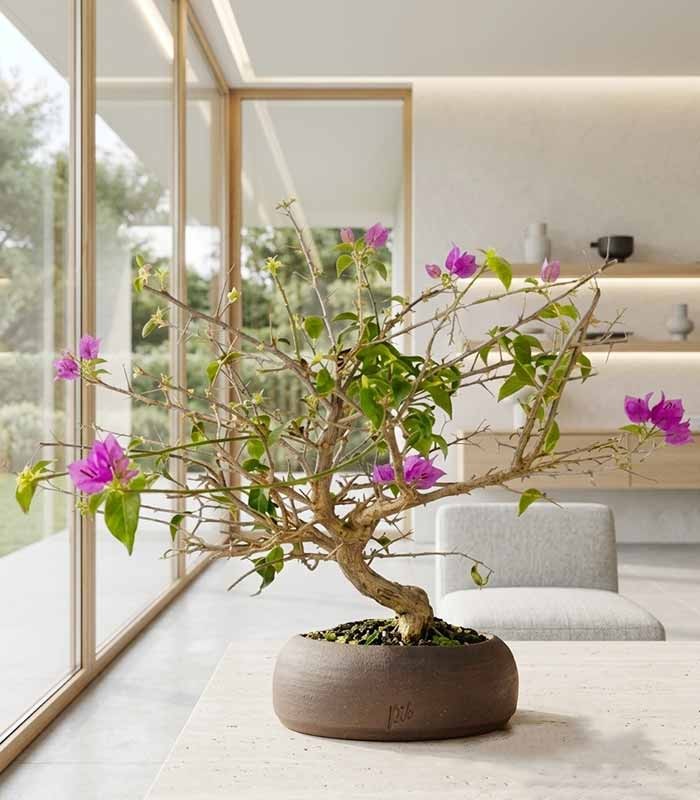 Bonsai Bougainvillea Glabra a S di 10 Anni