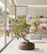 Bonsai Bougainvillea Glabra a S di 10 Anni